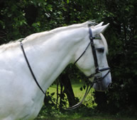 Training Retreats for Horses