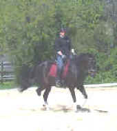 Dressage Instruction